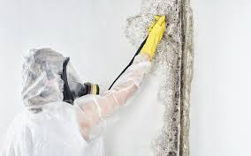 Mold Remediation for Vacation Homes in Goshen, IN